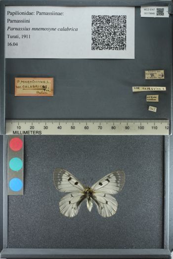 Media type: image;   Entomology 179946
